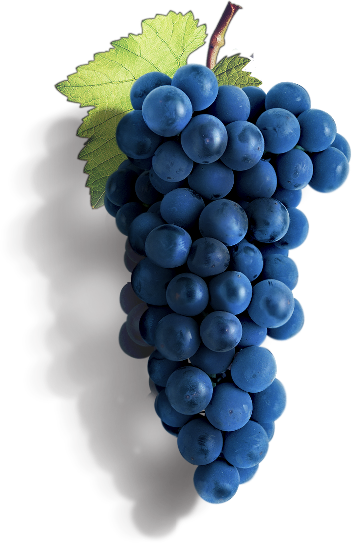 Best of Douro - Degustações e Provas de Vinhos no Douro - BG